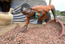 A M’Brimbo en Côte d’Ivoire, le succès du cacao bio, meilleur et plus rentable