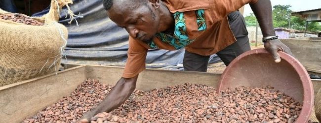 A M’Brimbo en Côte d’Ivoire, le succès du cacao bio, meilleur et plus rentable