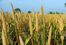 Le Burkina Faso lance son premier hybride de mil à chandelles