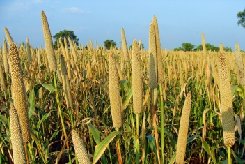 Le Burkina Faso lance son premier hybride de mil à chandelles
