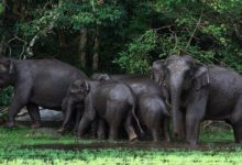 Inventaire forestier et faunique ivoirien: La Côte d’Ivoire perd 14 millions d’hectares de forêt