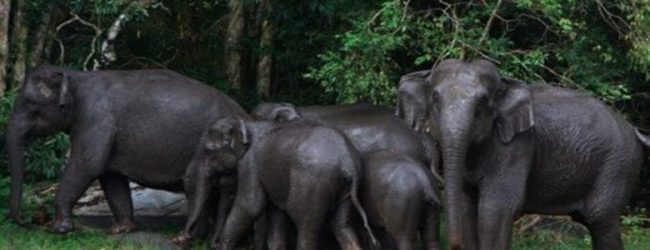 Inventaire forestier et faunique ivoirien: La Côte d’Ivoire perd 14 millions d’hectares de forêt
