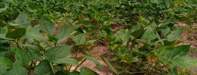 Burkina Faso: Le bilan de la campagne agricole est jugé passable dans plusieurs régions du pays à la date du 11 au 20 juillet 2021