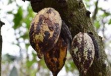 Côte D’Ivoire/Lutte contre la maladie du Swollen Shoot : Plus de 105 mille hectares de cacao arrachés