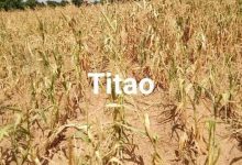 Burkina Faso: Région du Nord: Des champs complètement détruits par une poche de sécheresse