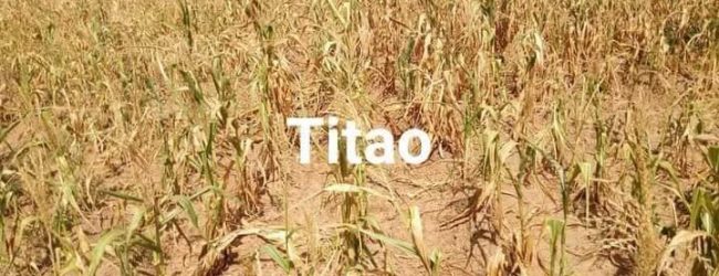 Burkina Faso: Région du Nord: Des champs complètement détruits par une poche de sécheresse