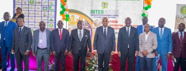 Côte d’Ivoire / Agriculture : le gouvernement ambitionne  faire  du secteur coton le premier de l’Afrique de l’Ouest