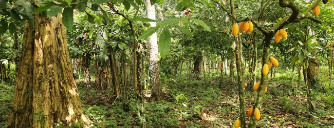 Côte dIvoire / Agriculture : le pays veut produire un cacao respectueux de la forêt