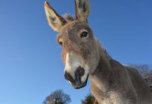 L’âne, Un animal précieux menacé d’extinction