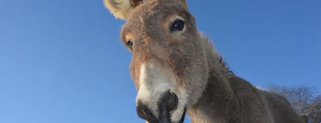 L’âne, Un animal précieux menacé d’extinction