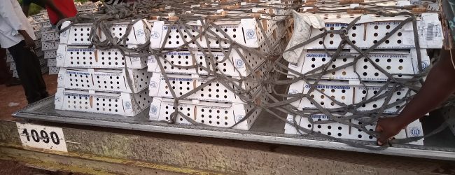 Aviculture : Mohazou Zoungrana reçoit sa commande de poussins venant du Maroc