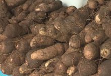 Campagne Agricole 2020-2021: Le Togo enregistre une production de 940 000 tonnes d’ignames