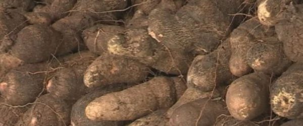 Campagne Agricole 2020-2021: Le Togo enregistre une production de 940 000 tonnes d’ignames