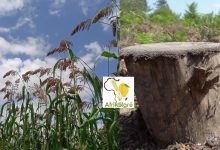 L’Agriculture responsable à 90 % de la déforestation dans le monde entre 2000 et 2018, selon la FAO
