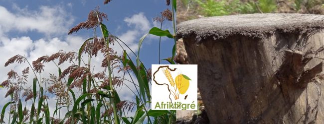 L’Agriculture responsable à 90 % de la déforestation dans le monde entre 2000 et 2018, selon la FAO