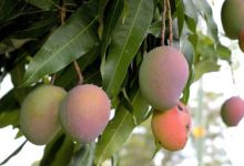 Côte d’Ivoire: 1000 tonnes de mangues pour environ 7 milliards de chiffre d’affaire
