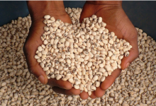 Togo : plus de 380 000 tonnes de niébé produites pour la campagne agricole 2020-2021