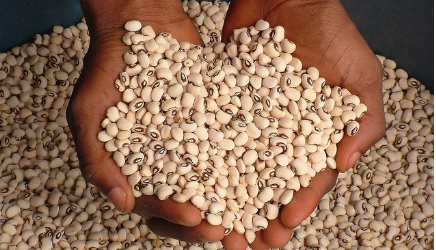 Togo : plus de 380 000 tonnes de niébé produites pour la campagne agricole 2020-2021