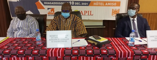 Trafic des ânes au Burkina Faso : Un atelier pour trouver des solutions durables