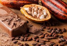 Agriculture : Le cacao ‘Made in Togo’ distingué à l’international