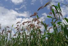 Campagne agricole 2021-2022 au Burkina: La production céréalière en baisse de 9,07%