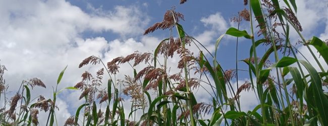 Campagne agricole 2021-2022 au Burkina: La production céréalière en baisse de 9,07%
