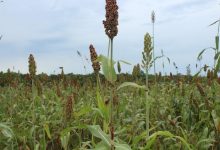 Togo/Campagne agricole 2020-2021: Près de 300 000 tonnes de sorgho produites