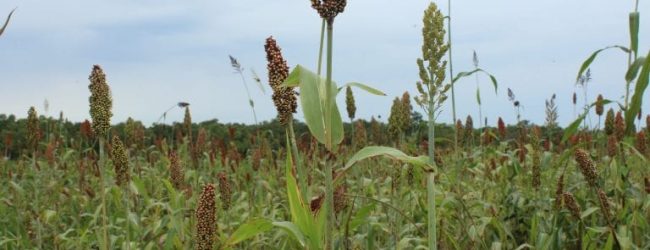 Togo/Campagne agricole 2020-2021: Près de 300 000 tonnes de sorgho produites