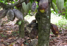 Cote d’Ivoire/Swollen shoot : 40 000 hectares supplémentaires de cacaoyers seront arrachés