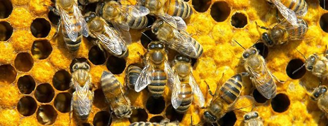 Ouganda : La thérapie au venin d’abeille vue comme un remède miracle