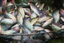 La Côte d’Ivoire ambitionne produire environ 500 milles tonnes de poisson  à l’horizon 2030