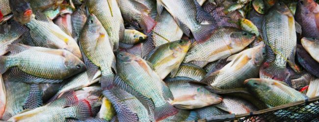 La Côte d’Ivoire ambitionne produire environ 500 milles tonnes de poisson  à l’horizon 2030
