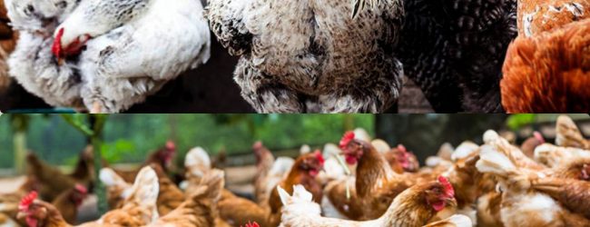 Aviculture: L’ITRA travaille sur le futur “poulet togolais”