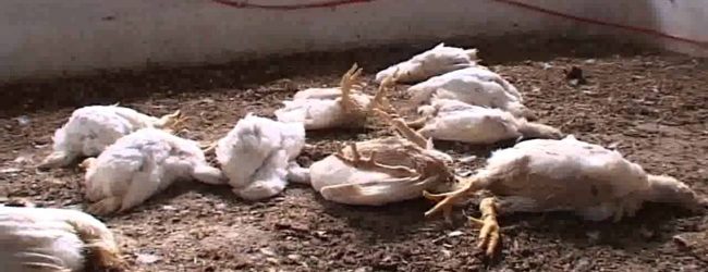 Burkina Faso/Grippe aviaire: Des mesures annoncées pour accompagner les acteurs suite à la perte de 500 mille volailles