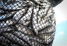 Togo: Hausse de 18% de la pêche artisanale au Port de Lomé en 2021