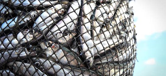 Togo: Hausse de 18% de la pêche artisanale au Port de Lomé en 2021