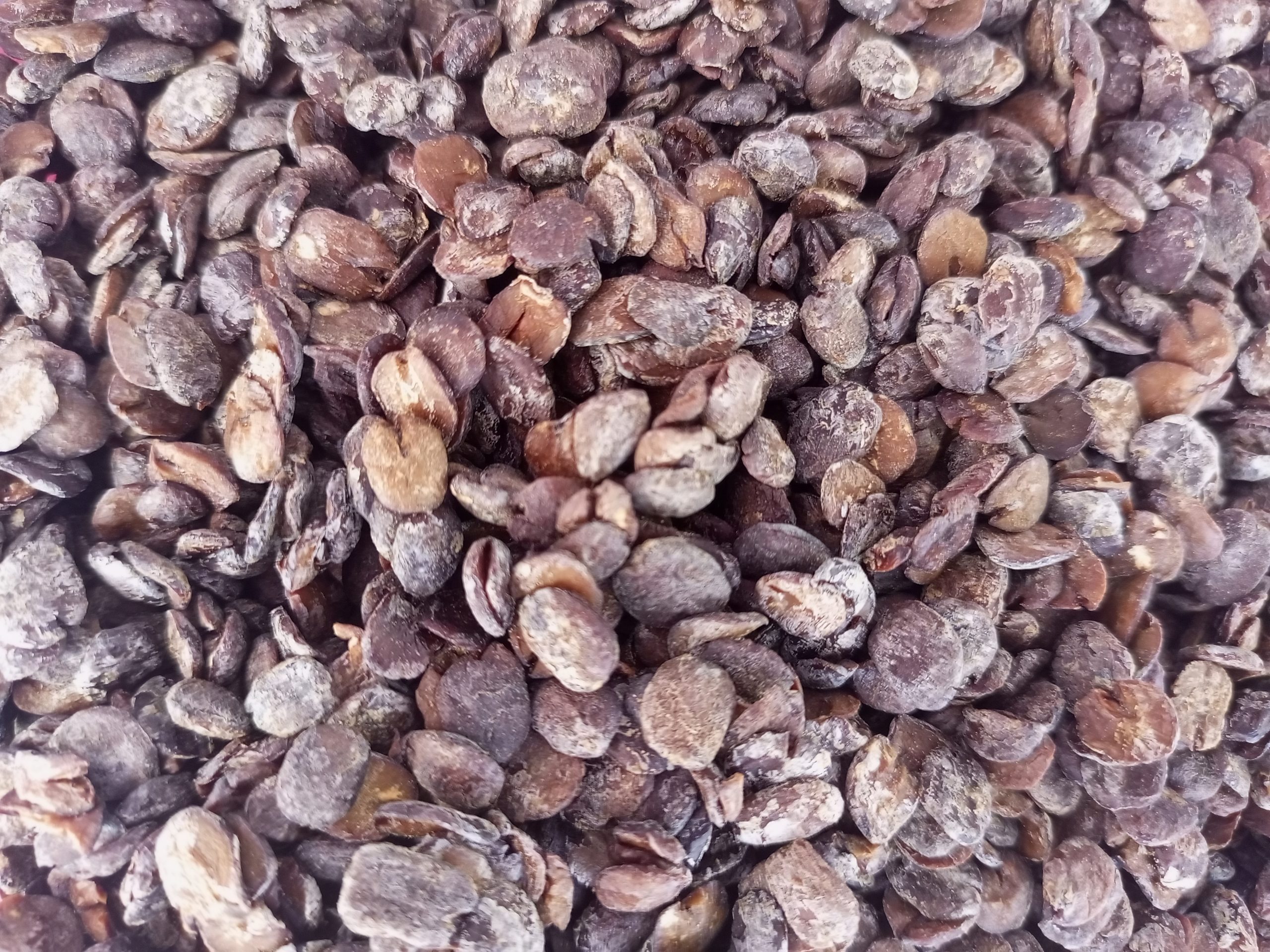 Agroalimentaire : Le soumbala célébré à Ouagadougou