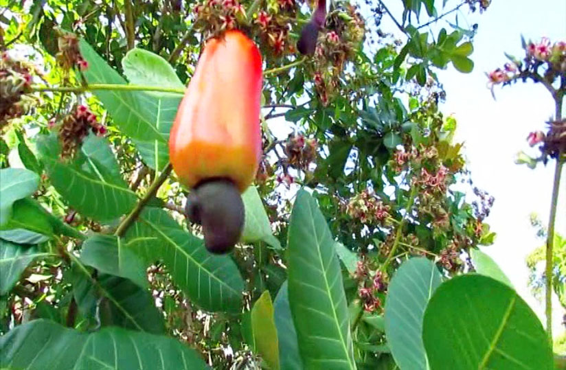 Conditions climatiques hostiles et production de cajou en Afrique Occidentale : Gérer l’impact