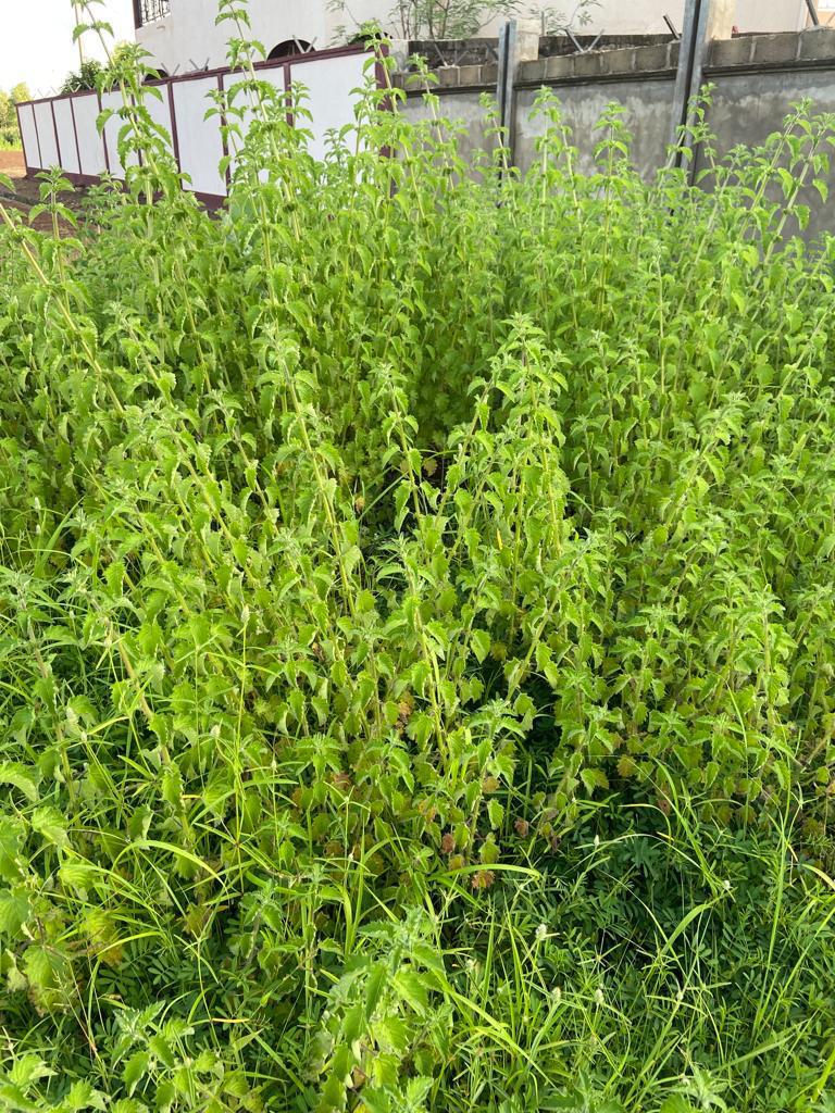 L’Hyptis Suaveolens : Une nouvelle menace pour la biodiversité au Burkina Faso