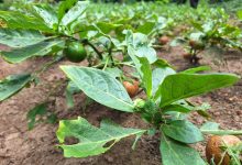 Quand les plantes souffrent, l’humanité tousse