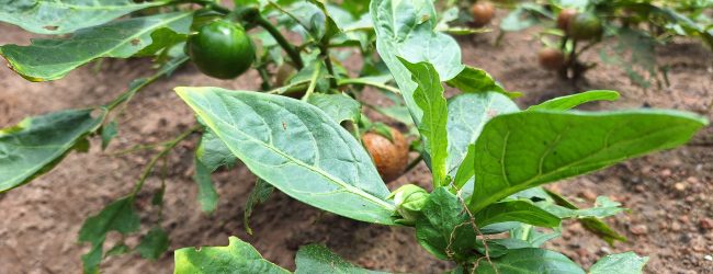 Quand les plantes souffrent, l’humanité tousse