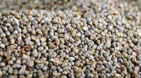 Doumoukafa : le mil améliorée qui répond aux attentes de la zone soudanienne