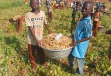 Burkina Faso: Des élèves de Nanoro produisent du haricot pour leur cantine