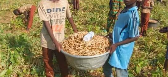 Burkina Faso: Des élèves de Nanoro produisent du haricot pour leur cantine