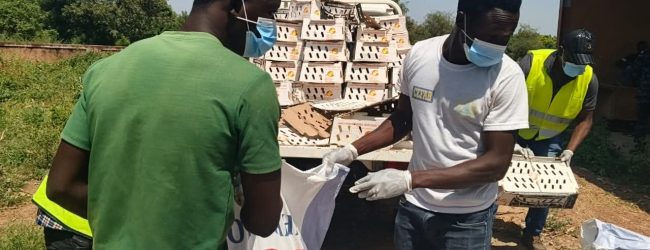 Centre-est du Burkina Faso: 4500 poussins chair infectés  par l’influenza aviaire hautement pathogène saisis et détruits à Bittou