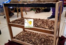 Agriculture : avec la sciure de bois, Richard Ouédraogo conserve la pomme de terre sur 04 mois minimum