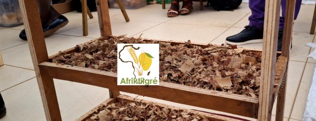 Agriculture : avec la sciure de bois, Richard Ouédraogo conserve la pomme de terre sur 04 mois minimum