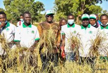 Burkina Faso: Agriculture: des incubés de l’Université Lédéa Bernard OUEDRAOGO ont produit du riz et du sorgho