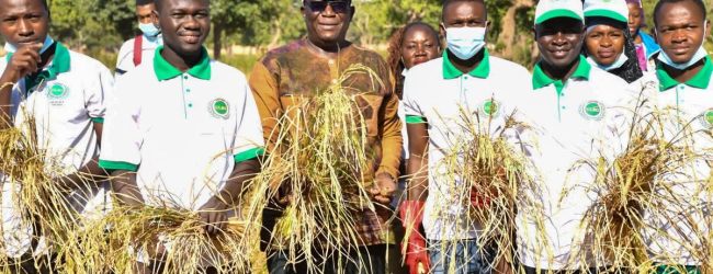 Burkina Faso: Agriculture: des incubés de l’Université Lédéa Bernard OUEDRAOGO ont produit du riz et du sorgho