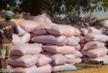 Burkina Faso: En prison, ils cultivent et récoltent près de 300 tonnes de céréales sur 130 hectares